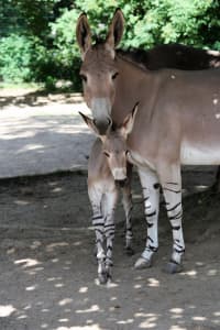 V liberecké zoo se narodila mláďata kriticky ohroženého gibona a osla