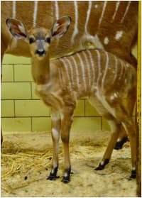 Prvními mláďaty roku 2020 jsou v liberecké zoo nyala, buvolec a sambar 