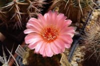 notocactus ottonis v vencluanus